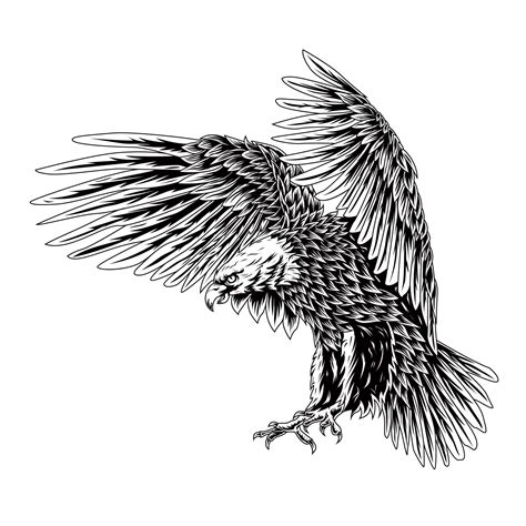 Bald Eagle Line Art at Natasha Groom blog