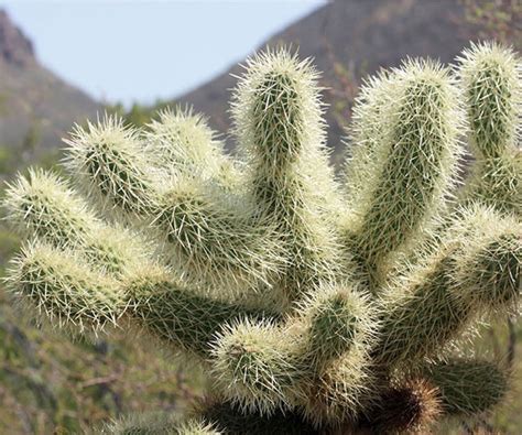 Amazon.com : Teddy Bear Cholla Cacti Seeds for Planting (15 Seeds ...