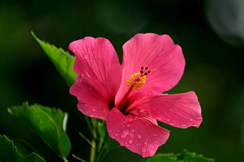 Close-Up Shot of a Hibiscus Flower · Free Stock Photo