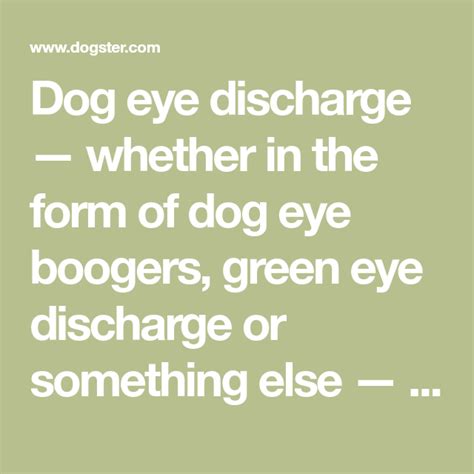 dog allergies green eye discharge