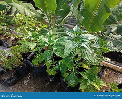 Very Fresh Cayenne Pepper Leaves Stock Photo - Image of cayenne, fresh ...