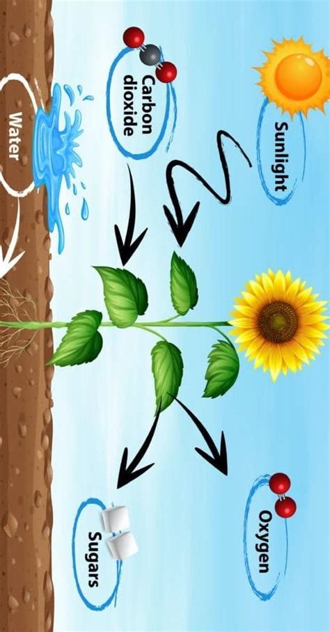 What is Photosynthesis?Ha banungi btw my account ragini.9778 - Brainly.in