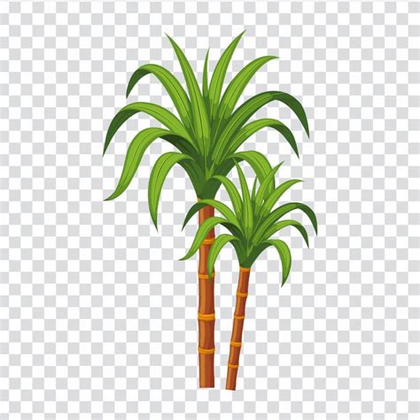 Posterit - Sugarcane png