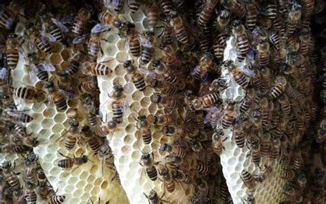 蜜蜂窝泡酒的功效及简单做法 - 蜂巢 - 酷蜜蜂