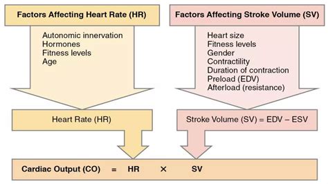 Animation Cardiac Output 的图像结果