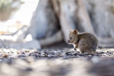 Mapa Do Habitat Quokka