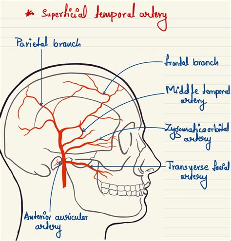 Superficial temporal artery | Medical school inspiration, Medical school stuff, Medical anatomy