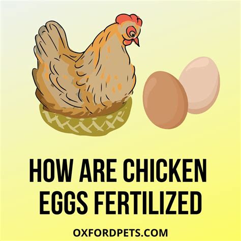 How Are Chicken Eggs Fertilized? 5 Ways Explained - Oxford Pets