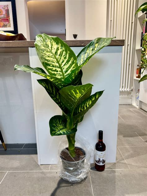 100cm Dieffenbachia Tropic Snow (Dumb Cane) – Bristol Plant Man