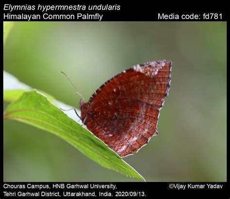 Elymnias hypermnestra | Butterfly
