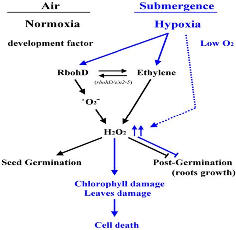 NADPH Oxidase RbohD and Ethylene Signaling are Involved in Modulating ...