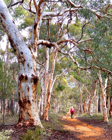 Dryandra Woodland - WA's newest national park created!