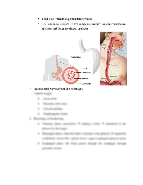 SOLUTION: Anatomy and physiology of digestive tract esophagus and gaster - Studypool