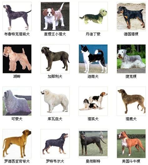 世界名犬_360百科