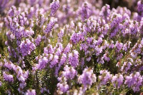 Top 10 Small Evergreen Shrubs at Darrell Coria blog