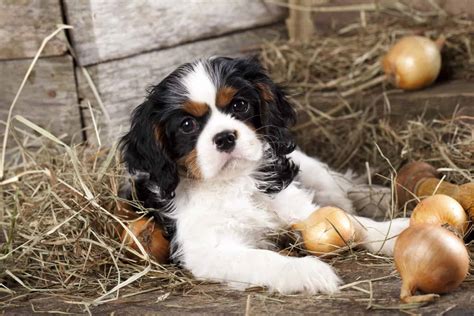 Cavalier King Charles Spaniel Lifespan: How Long Do They Live? - A-Z Animals