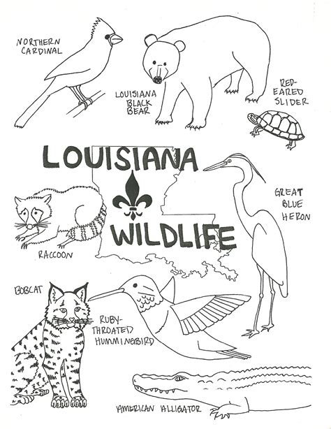 Louisiana Wildlife Coloring Page: Free Download and Printable