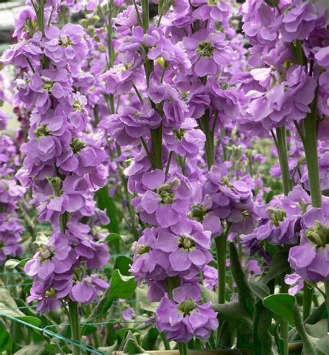 紫罗兰的养护及相关注意事项。-168鲜花速递网