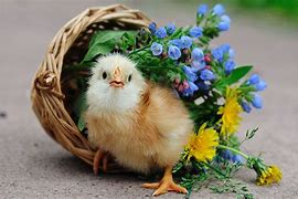 Image result for A Cute Chicken