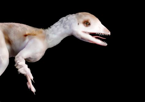 Scipionyx Samniticus - Artwork for Premio Italiano di Paleoart