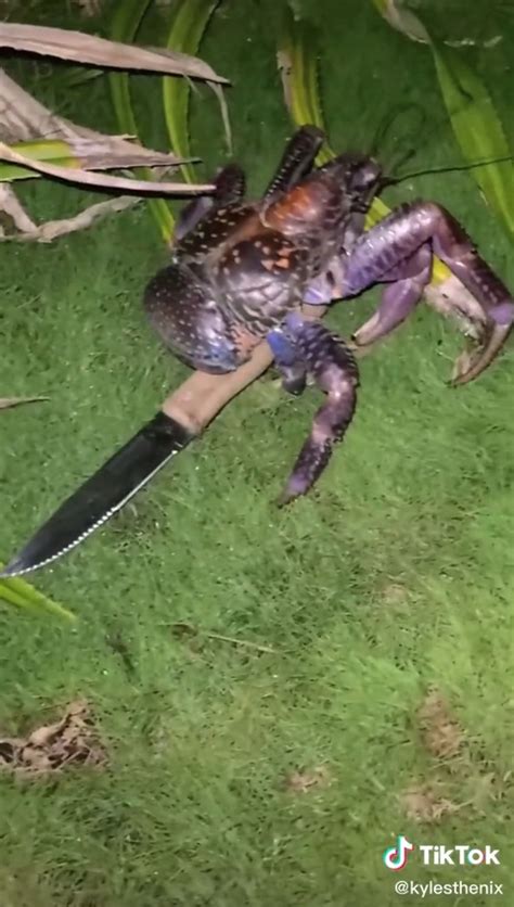 Camper awakes to knife-carrying killer crab at tent: video