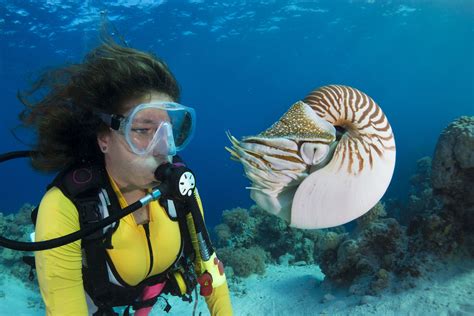 Fassinerende Nautilus-feite