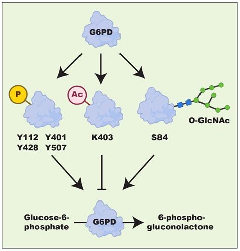 The Emerging Roles of the Metabolic Regulator G6PD in Human Cancers