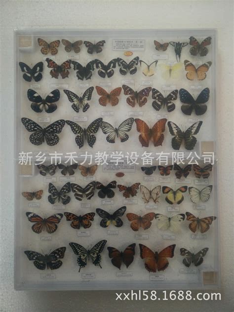中国蝴蝶标本50种展示 教学昆虫实物标本 美丽的蝴蝶装饰家居-阿里巴巴
