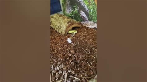 Image result for Boblb Python Snack