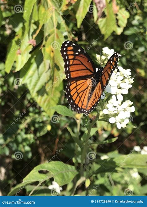 Viceroy Butterfly - Limenitis Archippus On White Virginia Crownbeard Wildflower - Verbesina ...