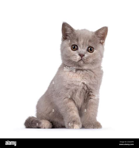British Shorthair Cat