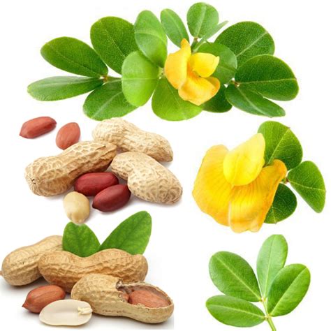 Peanut from plant database | PDTDB & Phytochemical and Drug Target DataBase