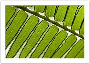 Buy WallsnArt, Botanical Modern Framed Art Work Painting With out glass ...