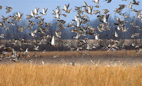Mallards launching into the air out of a field | FWS.gov