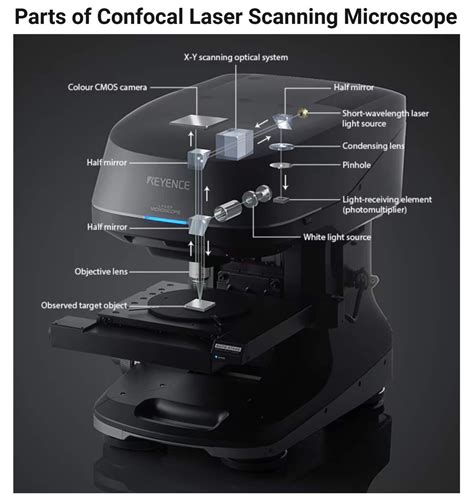 Confocal Laser Scanning Microscope: Principle, Parts, Uses