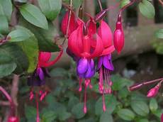 fucsia fiori fucsia pianta piante da giardino fucsia pianta fucsia fiori fucsia pianta piante da giardino fucsia pianta