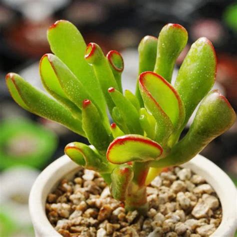 Variegated Crassula Ovata Gollum Yellow (With Soil, Plant & Pot ...