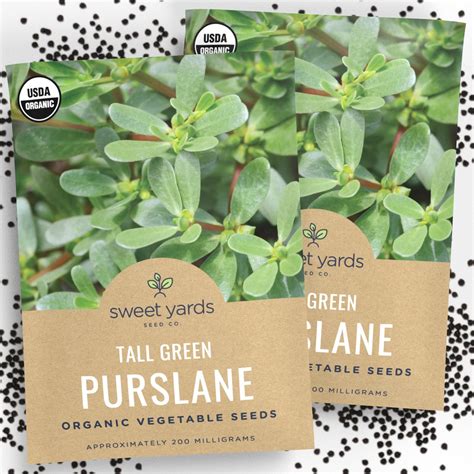 Amazon.com : Organic Tall Green Purslane Seeds - Two Seed Packets! Approx 900 Open Pollinated ...