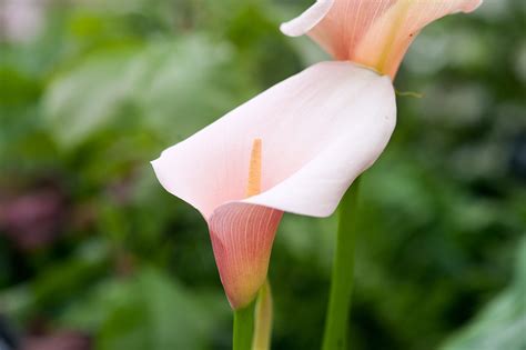 Calla Lily Care House Plant