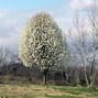 Image result for Types of Pear Trees