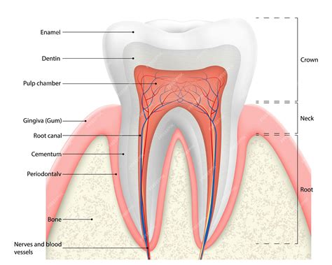Premium Vector | Human tooth structure vector diagram. Cross section scheme representing tooth ...