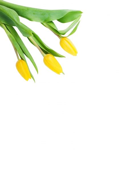 Confezione da tre tulipani in fiore | Foto Gratis