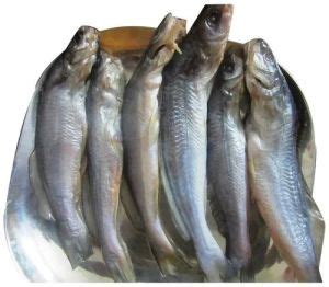MALIK FISH ENTERPRISES Rohtak - Pangasius Fish Seeds Supplier