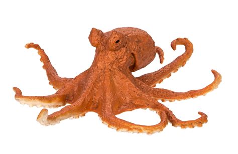 Image result for Octopus Metaheuristic Algorithm