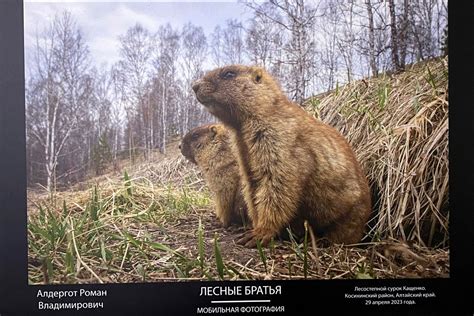 Фотомастера из Белокурихи и Косихи стали самыми титулованными ...
