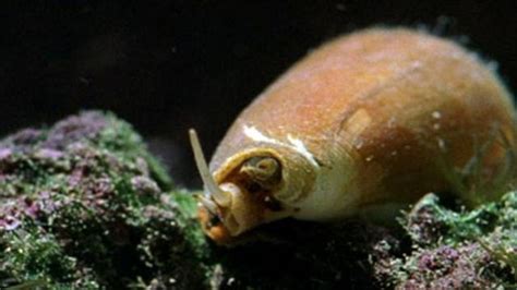 Image result for Cone Shell Venom