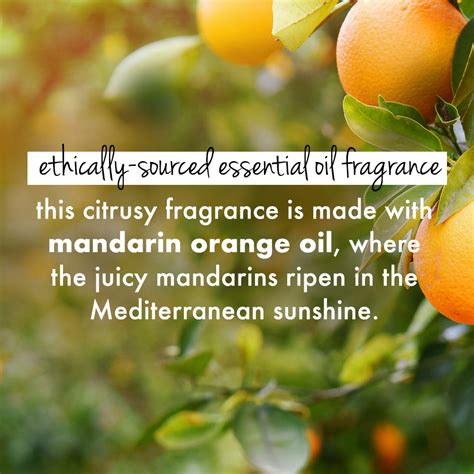 Curry Leaves, Biotin & Mandarin Hair Care Combo - Shampoo & Conditioner ...