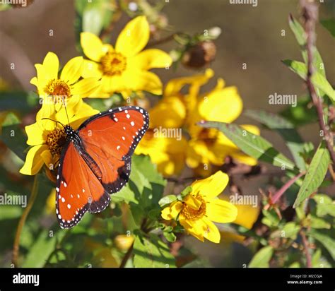 Queen butterfly danaus gilippus hi-res stock photography and images - Alamy
