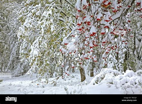 Poland 的图像结果
