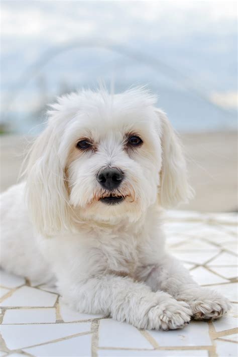 43 Best small dog breeds